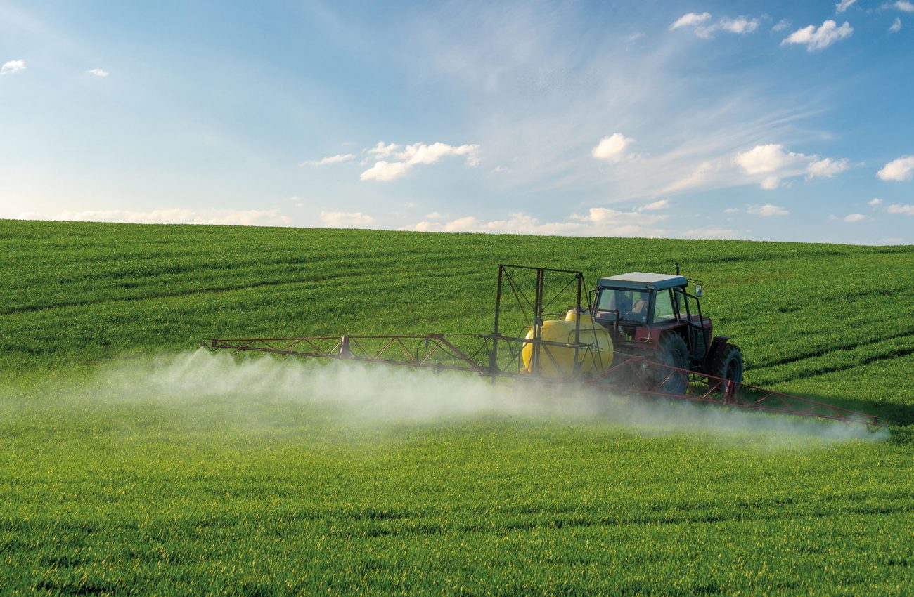 Farmer spraying green wheat field