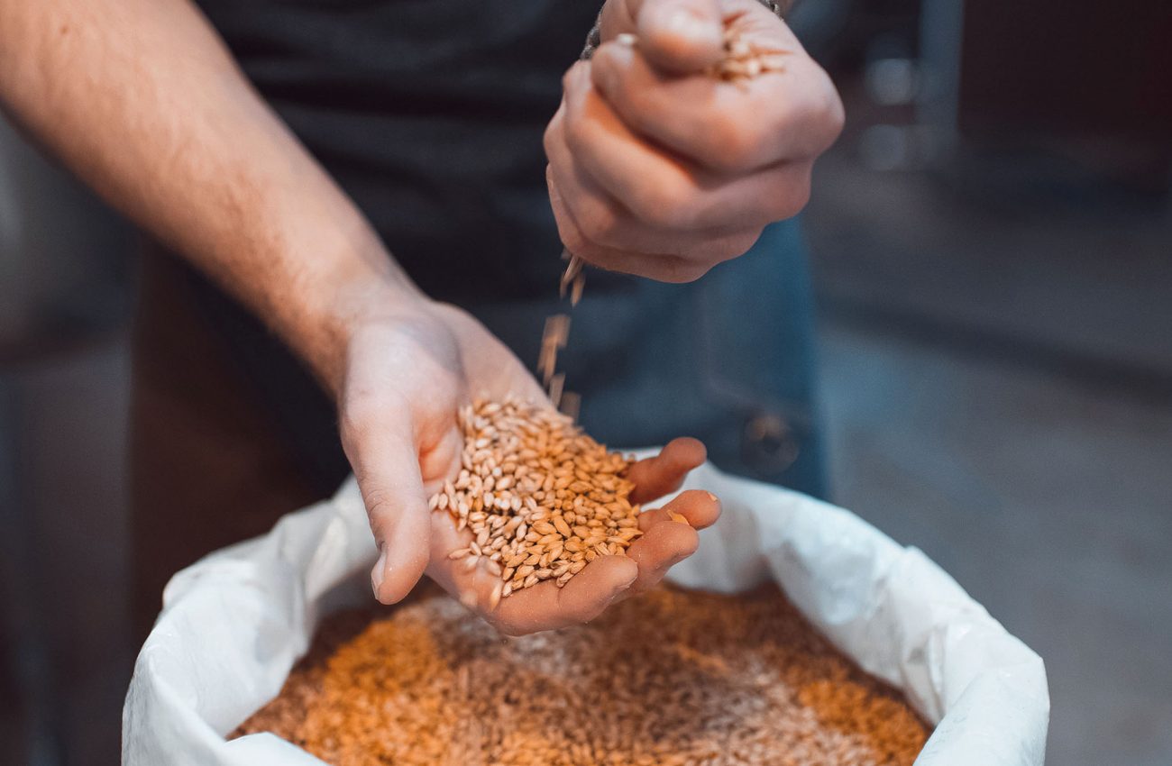 Malt in the hands of the brewer close up. Holds grain in the pal